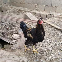 خروس دو رگه