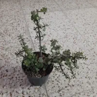 کاکتوس زیبا|گل و گیاه طبیعی|شاهین‌شهر, اقبال لاهوری|دیوار