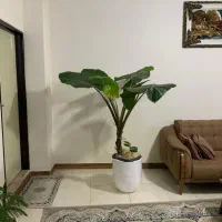 گیاه بابا آدم