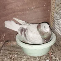 2جفت مولد|پرنده|مینودشت, |دیوار