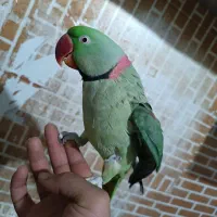 شاه طوطی رام نر جوان