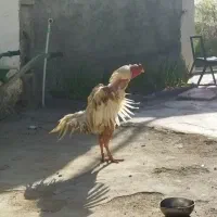 خروس لاری