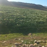 یک قطعه زمین مسکونی 444000000