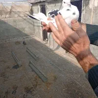 تعدادی کبوتر پرشی بفروش میرسد|پرنده|نقده, |دیوار