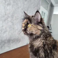 گربه پرشین سوپر فلت