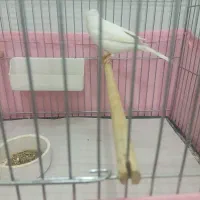 قناری‌فروشی