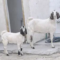 بز کهره دار