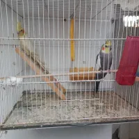 فروش طوطی عروس