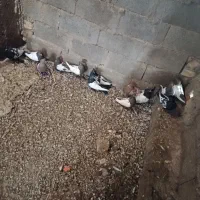 کبوتر کفتر ماده سینه