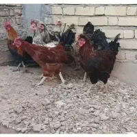 جوجه خروس محلی