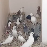 ۲۰ تا کفتر پرشتی غریب گیری