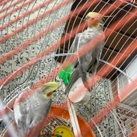 عروس هلندی با قفس|پرنده|اصفهان, جاوان|دیوار