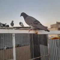 کفترکل ماستی بوبور جوجه پرشی پلاکی زرد پلاس|پرنده|قم, شهرک امام حسن|دیوار