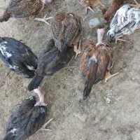 جوجهایه‌گردن‌لخت‌سه‌ماهه‌دانه‌۱۵۰هزارتومان