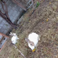 خرگوش|موش و خرگوش|بندر ترکمن, |دیوار