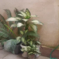 گل دیفن، سانسوریا،