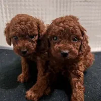 توی پودل / مینیاتور پودل