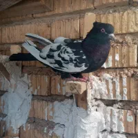 سینه سیاه بگیری