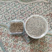 کرم میلورم خشک شده|خزنده|مشهد, شاهد (شهرک غرب)|دیوار