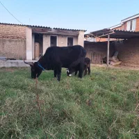 گاو گوساله دار محلی|حیوانات مزرعه|سیمین شهر, |دیوار