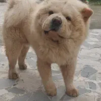 سگ چاو چاو نر|سگ|رشت, پیرسرا|دیوار