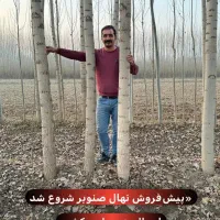 نهال صنوبر برای جنگل کاری|خدمات باغبانی و درختکاری|قائم‌شهر, |دیوار