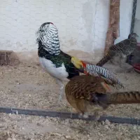 پرنده زینتی لیدی   طاووس