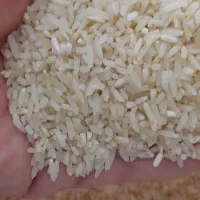 برنج سرلاشه کشت دوم فوق معطر     نیم دانه فوق معطر|خوردنی و آشامیدنی|اصفهان, رزمندگان|دیوار