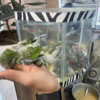 جوجه سرلاکی و نرم خور راهب (تک و تعداد)ملنگو کاسکو|پرنده|تهران, جیحون|دیوار