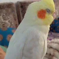 گمشده|حیوانات|قم, قلعه کامکار|دیوار