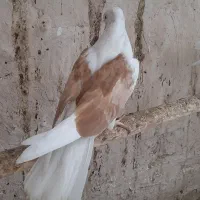 کبوتر پشدار مهر. سهره اهوازی|پرنده|قم, حاج خلیل|دیوار