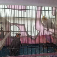 عروس هلندی جفت|پرنده|مراغه, |دیوار