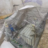 چهار تا عروس هلندی 2ماه سالم