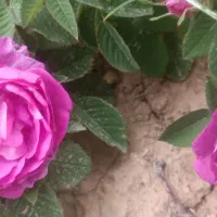 گل محمدی خشک
