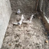 کبوتر|پرنده|گلپایگان, |دیوار