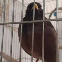 مرغ مینا نر
