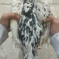 جوجه لاری|حیوانات مزرعه|فردیس, شهرک شهید حسینی|دیوار