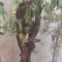 درختچه انگور تزئینی با چوب طبیعی، واردات آمریکا
