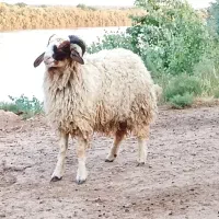 1عدد بره نر درجه یک شرط صحیح وسالم
