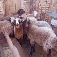 میش داشتی و بره نر پای پروار|حیوانات مزرعه|اسفراین, |دیوار