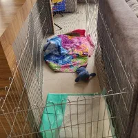 داگ پارک ۸ ضلعی