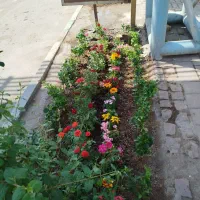 خدمات باغبانی گل کاری پرند تعویض خاک گلدان