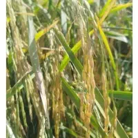 بذربرنج|بدلیجات|بروجرد, |دیوار