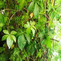 خدمات باغبانی و فضای سبز اختصاصی ،شهری