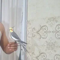 ی‌عروس‌هلندی‌‌سخن‌گو