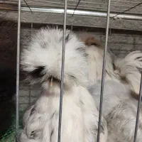 مولد ابریشمی سلطان گلین