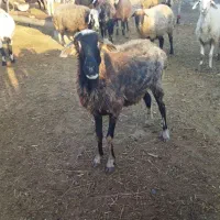 گوسفند بره داره . و ابستن