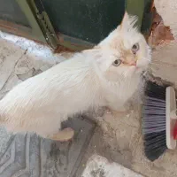 گربه پرشین لوس زیبا