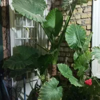 گل بابا آدم|گل و گیاه طبیعی|کوهدشت, |دیوار