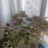 گل طبیعی